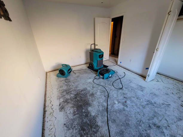 Best Professional water damage repair  in Sunray, TX