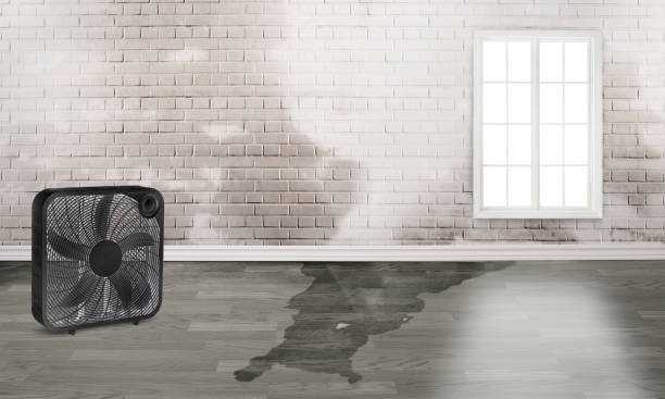 Best Ceiling water damage repair  in Sunray, TX
